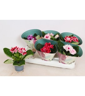 Gloxinia mix pot de 12