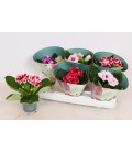 Gloxinia mix pot de 12