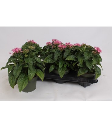 Pentas rose pot de 15