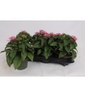 Pentas Graffi pink Ø 13