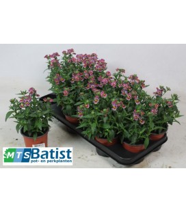 Nemesia Ø 10.5