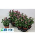 Nemesia Ø 10.5