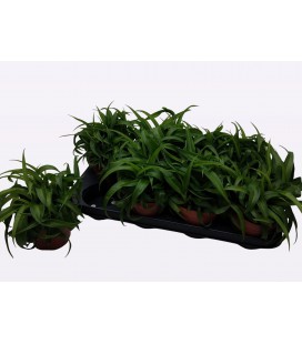Chlorophytum Bonnie Ø 13