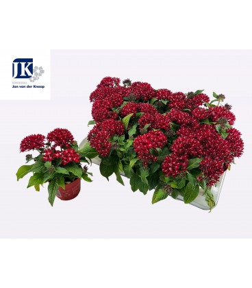 Pentas Lipstick pot de 13