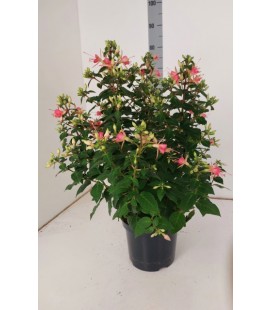 Fuschia pot de 21