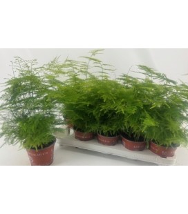 Asparagus Setaceus pot de 12