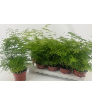 Asparagus Setaceus pot de 12
