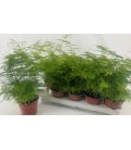 Asparagus Setaceus pot de 12