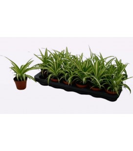 Chlorophytum Ø 8.50