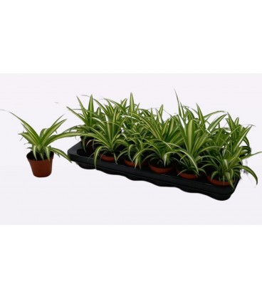 Chlorophytum Ø 8.50