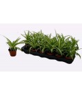 Chlorophytum Ø 8.50