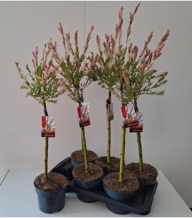 Salix Flamingo Ø17 h 80