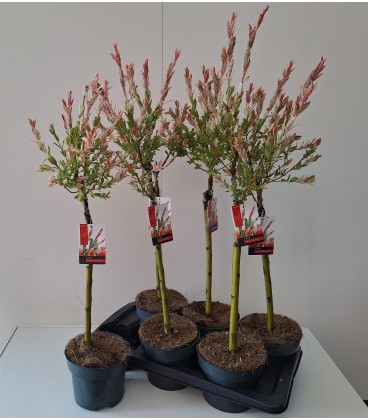 Salix Flamingo Ø17 h 80
