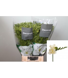 Freesia du Tiffany