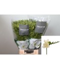 Freesia du Tiffany