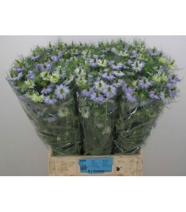Nigelle lavender 70 cm