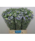 Nigelle lavender 70 cm