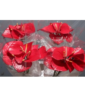 Anthurium  Exciting love x10