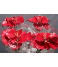 Anthurium  Exciting love x10