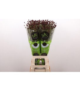 Sanguisorba of bl dream sel 60 cm