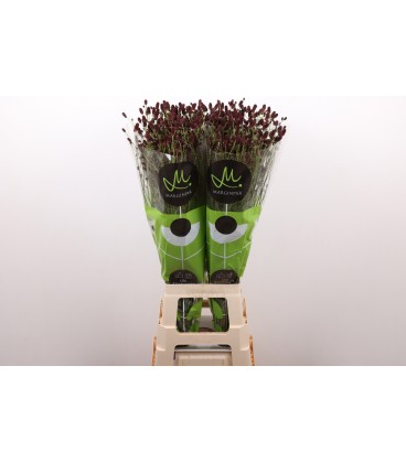 Sanguisorba of bl dream sel 70 cm