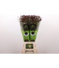 Sanguisorba of bl dream sel 70 cm