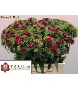 Oeillet de poete Will red 40 cm