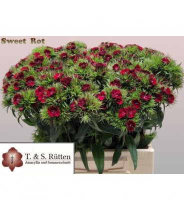 Oeillet de poete Will red 40 cm