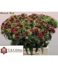 Oeillet de poete Will red 40 cm