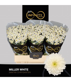 Santini miller White 