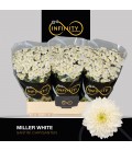 Santini miller White 