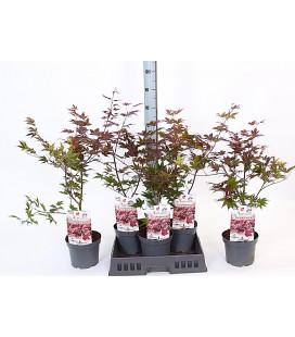 Acer atropurpureu Ø 19 h 65