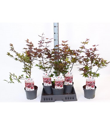 Acer atropurpureu Ø 19 h 65
