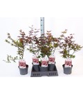 Acer atropurpureu Ø 19 h 65