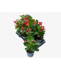Begonia big red Ø 12
