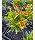 Coreopsis Ø 17