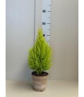 Gold Crest Pot de 13