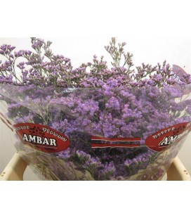 Limonium Skylight 60 cm