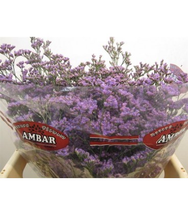 Limonium Skylight