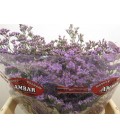 Limonium Skylight 60 cm