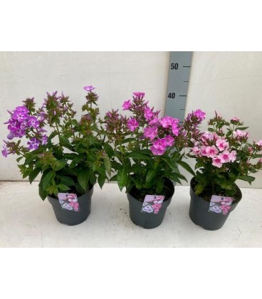 Phlox Ø 17