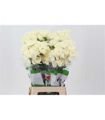 Oeillet Halo Cream 55 cm x 20