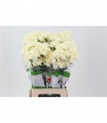 Oeillet Halo Cream 55 cm x 20