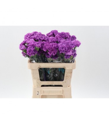 Oeillet Moonlite 50 cm x 20