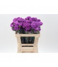 Oeillet Moonlite 50 cm x 20