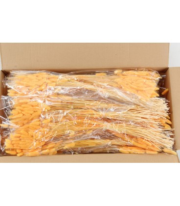 Lagurus Apricot ( la botte ) 50 g