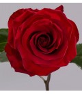 Rose Equat Redrevolution 50 cm * 25