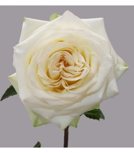 Rose Equat Candlelight 50 cm *25