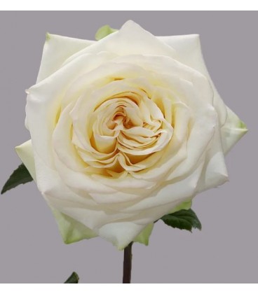 Rose Equat Candlelight 50 cm *25