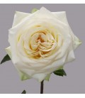 Rose Equat Candlelight 50 cm *25